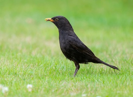 Blackbird (Turdus merula), male foraging on a lawn, Lower Saxony, Germany