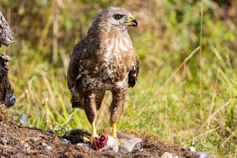 Common buzzard (Buteo buteo) Germany
