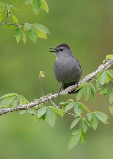 Grey Catbird (Dumetella carolinensis) singing, perched on a branch, Texas, USA