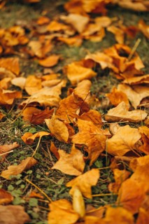 A picturesque display of vibrant yellow maple leaves scattered across a grassy ground, capturing