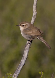Bewick's Wren (Thryomanes bewickii), California, USA