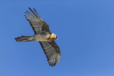 Bearded vulture, lammergeier, (Gypaetus barbatus), Gypaetus barbatus meridionalis, hawk family,