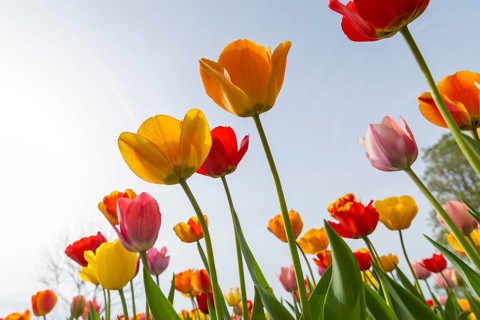 Colourful blooming tulips (tulpia) in a field for self-cutting flowers in Katzenberg, Nossen,