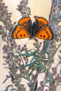 Das Weibchen des Großen Feuerfalter Lycaena dispar