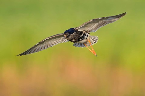 Ruff (Philomachus pugnax), male, flight photo, Narew, Bialystok, Podlasie, Poland
