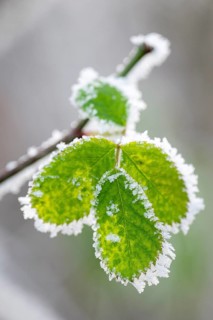 Close-up, leaves with hoarfrost, Weinviertel near Hadres, Lower Austria, Austria