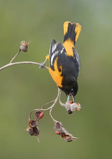 Baltimore Oriole (Icterus galbula) male, Texas, USA