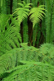 Dense green fern leaves create a tropical jungle atmosphere