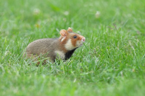 Field hamster (Cricetus cricetus), in a meadow, Vienna, Lower Austria, Austria