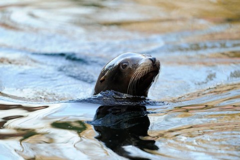 A sea lion emerges from the water to observe its surroundings, California sea lion (Zalophus
