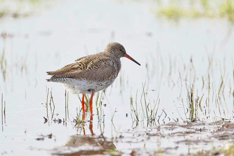 Redshank (Tringa totanus) standing on a flooded meadow in the morning mist, snipe bird, spring,