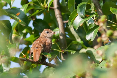 Common Nightingale (Luscinia megarhynchos) juvenile, Baden-Wuerttemberg, Germany