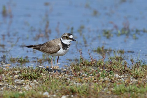 Little Ringed Plover (Charadrius dubius) adult bird standing on the shore, Lake Neusiedl National