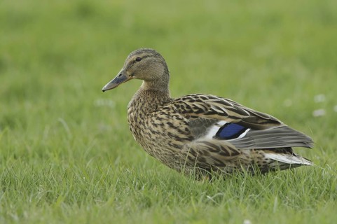 Mallard (Anas platyrhynchos) female, North Rhine-Westphalia, Germany