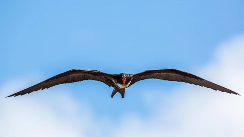 Great Frigatebird (Fregata minor ridgwayi) young male flying, Galapagos, Ecuador