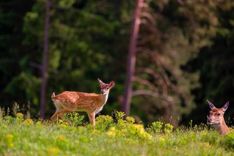 Sika deer calf (Cervus nippon) stands on hilly ground. A forest is in the background