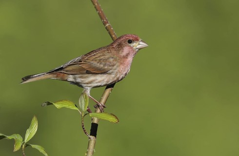 Purple Finch (Haemorhous purpureus) male, British Columbia, Canada
