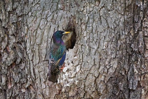 Common Starling (Sturnus vulgaris) at nest hole, Baden-Wuerttemberg, Germany