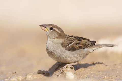 House Sparrow (Passer domesticus) female, Croatia