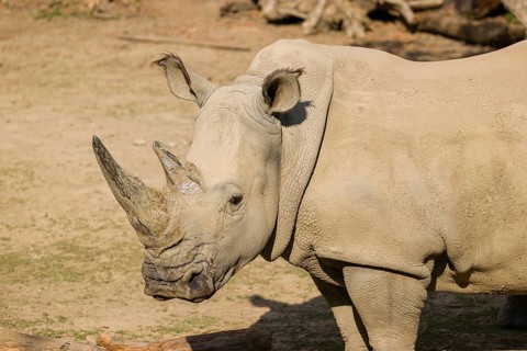 Side view portrait of a white rhinoceros (Ceratotherium simum) in bright sunlight
