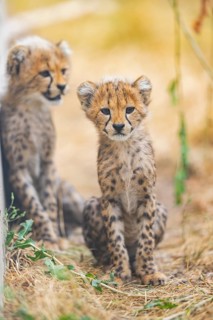 Cheetah (Acinonyx jubatus) youngster sitting on the ground, captive, occurrence Africa