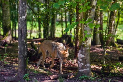 A female adult grey wolf (Canis lupus lupus) runs through a forest on a sunny day