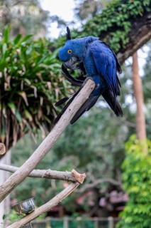 Hyacinth Macaw (Anodorhynchus hyacinthinus) on a perch at the St. Augustine Alligator Farm