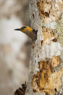 Golden-cheeked Woodpecker Melanerpes chrysogenys El Tuito, Jalisco, Mexico 10 June Adult Female