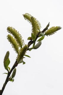 Willow catkins (Salix alba), Emsland, Lower Saxony, Germany