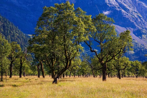 Nature conservancy area Grosser Ahornboden. Sycamore maple trees, Acer pseudoplatanus, in summer.