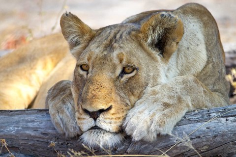 Close-up of the face of a female lion (pantherus leo) looking forlornly into the distance, chin