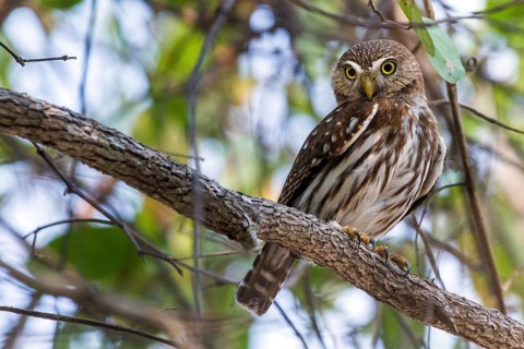Ferruginous pygmy owl (Glaucidium brasilianum), South America, Brazil, Pantanal, Pantanal