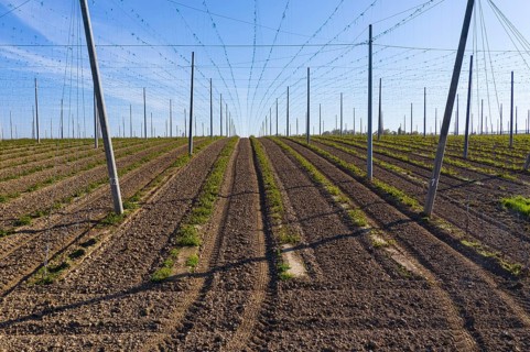 Plantation where hops (humulus) are grown, Scharfenberg, Klipphausen, Saxony, Germany
