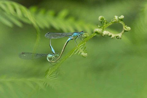 Blue tailed damselfly (Ischnura elegans) adult male and female insects mating on a Bracken plant