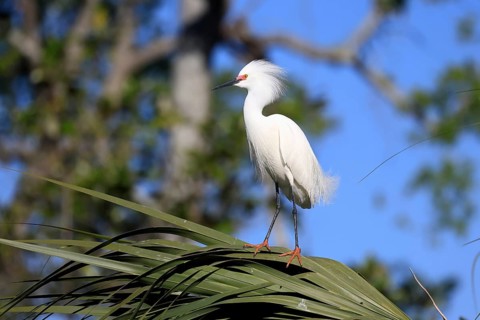 Great Egret (Egretta thula), adult, in breeding plumage, during breeding season, on tree, St.