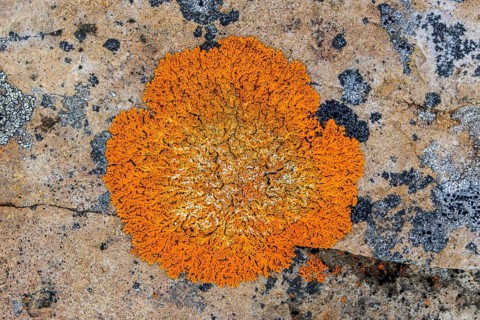 Elegant sunburst lichen (Rusavskia elegans, Xanthoria elegans) on rock, Svalbard, Spitsbergen