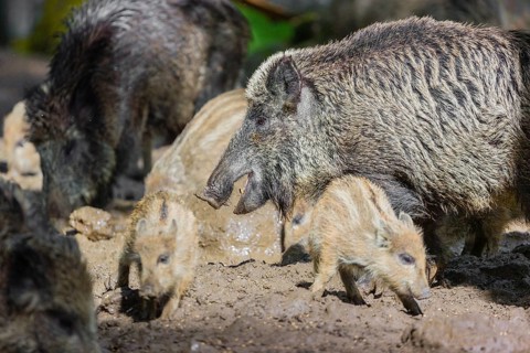 A pack of wild boars (Sus scrofa) looks for food in a clearing