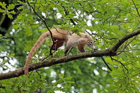 White-trunked coati (Nasua narica) Captive