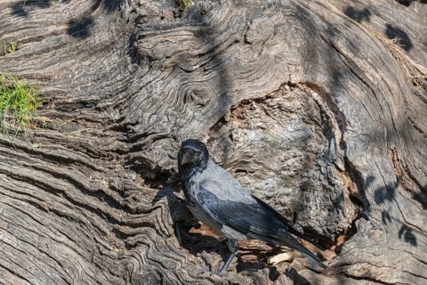 One hooded crow (Corvus cornix), picking for food in the bark of a tree in bright sunlight