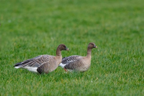 Pink-footed Goose (Anser brachyrhynchus) resting, Netherlands
