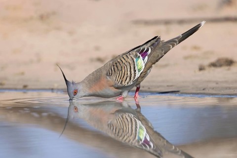 Crested Pigeon (Ocyphaps lophotes) drinking at a waterhole, Victoria, Australia