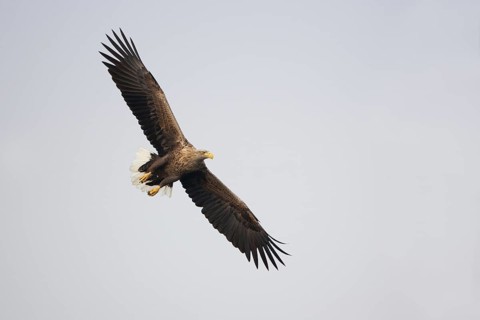 White-tailed Eagle (Haliaeetus albicilla) flying, Mecklenburg-Western Pomerania, Germany