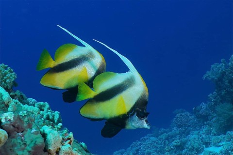 Red Sea bannerfish (Heniochus intermedius)