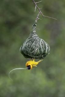 Vitelline Masked Weaver (Ploceus vitellinus) male building nest, Serengeti National Park, Tanzania