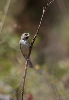 Parrot-billed Seedeater (Sporophila peruviana) perched on a twig, Lambayeque, Peru