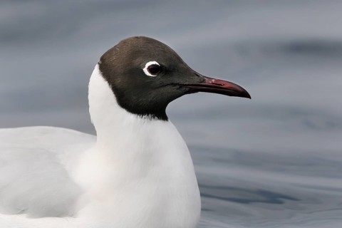 Black-headed Gull (Chroicocephalus ridibundus), Eilat, Israel