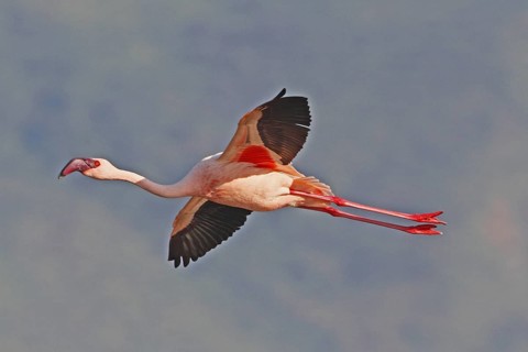 Lesser Flamingo (Phoeniconaias minor) flying, Lake Bogoria, Kenya