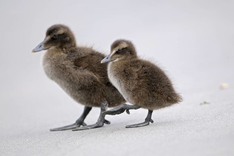 Eiderente (Somateria mollissima), Eider, zwei Jungvoegel am Strand, Juni, Duene der Insel