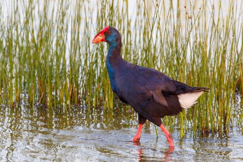 Western Swamphen (Porphyrio porphyrio) foraging, Mallorca, Spain
