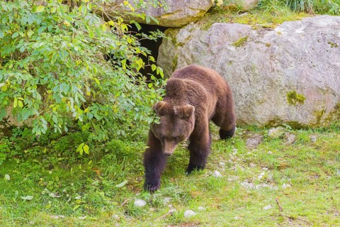 A young male Eurasian brown bear (Ursus arctos arctos) walks across a green meadow past a rock